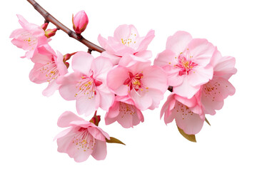 Whispers of Spring: A Serene Dance of Pink Blossoms on a White or Clear Surface PNG Transparent Background.