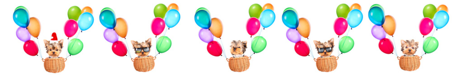 Funny cute dog flying in a basket with air balloons