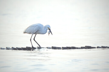 great white heron