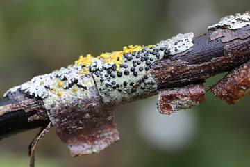 Buellia disciformis, commonly known as boreal button lichen