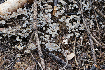 Mycena vulgaris, commonly known as vulgar bonnet, wild mushroom from Finland