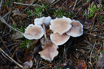 Mycena pura, known as lilac bonnet, wild poisonous mushroom from Finland