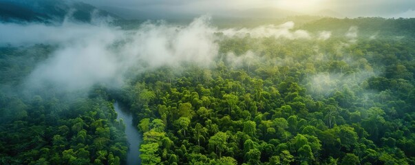 Aerial view of lush, green rainforest with morning mist and sunlight breaking through the clouds, creating a serene, natural landscape.