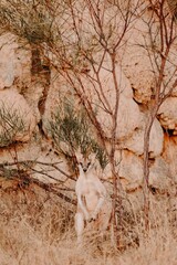 Kangaroo Wallaby Sitting in Dry Grass Field with Native Australian Bush Outback Western Australia...