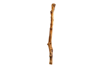 Cedar walking stick isolated on white back ground