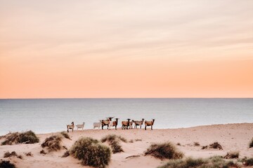 Herd of Wild Goats on a Sandy Hill near the Ocean Western Australia Outback Pilbara Kimberley Station Australia Desert Sea