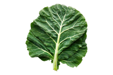 Collard greens isolated on white back ground