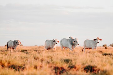 A Herd of Cattle Grazing on Dry Grass Field Kimberley Western Australia Australian Outback Desert...