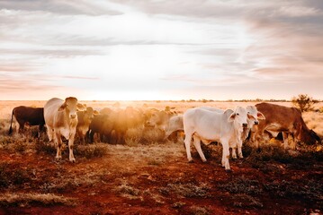 A Herd of Cattle Grazing on Dry Grass Field Kimberley Western Australia Australian Outback Desert...