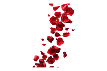 Falling red rose petals isolated on white background
