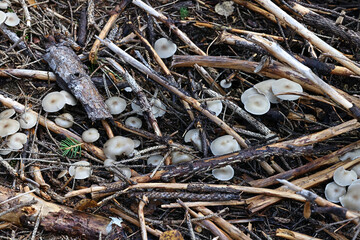 Clitocybe fragrans, commonly known as Fragrant Funnel, wild mushroom from Finland