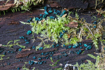 Chlorociboria aeruginascens, commonly known as the green elfcup or the green wood cup, wild fungus from Finland