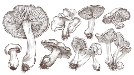 Outlined chanterelles or Cantharellus mushrooms drawn