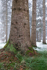 Wald nach Wintereinbruch im Frühjahr, Thüringer Wald, Deutschland