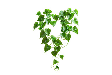 Heart shaped green leave hanging vine isolated on white background