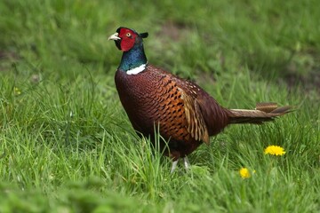 Common Pheasant