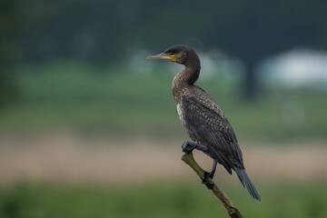 Great Cormorant perched on a branch