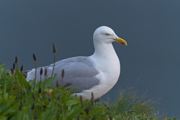 Herring Gull at Bempton Cliffs