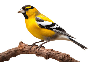 Fototapeta premium Sun-Kissed Melody on a White or Clear Surface PNG Transparent Background.