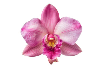 Pink orchid blossom isolated on white background