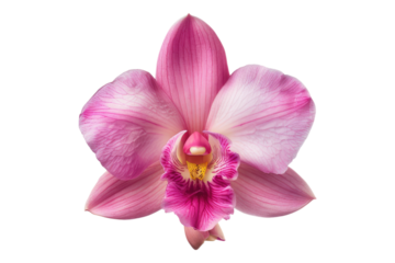Pink orchid blossom isolated on white background