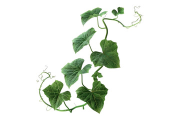 Pumpkin leaves vine plant stem and tendri isolated on white background