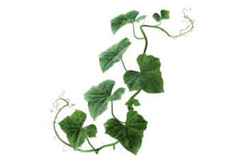 Pumpkin leaves vine plant stem and tendri isolated on white background