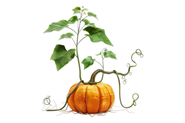 Pumpkin leaves vine plant stem and tendri isolated on white background
