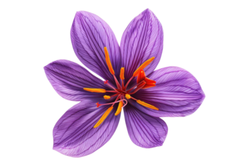 Saffron isolated on white background