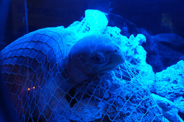 In a blue light, a sea turtle is caught in a net underwater