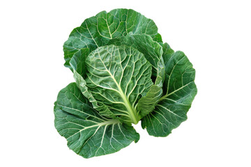 Obraz premium Singular collard green isolated on white background
