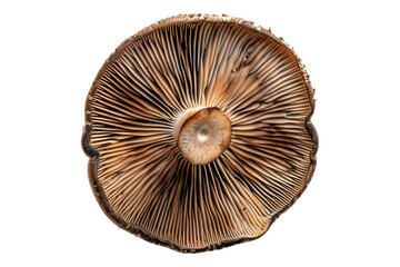 Slice mushroom isolated on white background