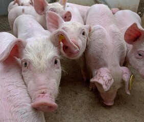 Pigs at stable. Farming. Netherlands. 