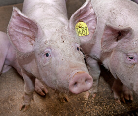 Pigs at stable. Farming. Netherlands. 