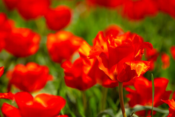 Obraz premium Wild Red Data Book tulips Greig in the fields of Kazakhstan. Spring flowers under the rays of sunlight. Beautiful landscape of nature. Hi spring. Beautiful flowers on a green meadow.