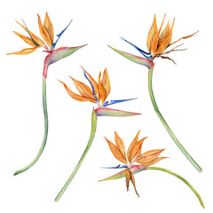 Strelitzia flowers with tropical leaves. Bird of Paradise plant. Floral collection for postcards, logos, fashion and cosmetic packages. Hand drawn watercolor illustration on transparent background