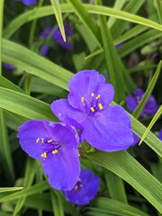 Virginia Spiderwort flowers (Tradescantia virginiana) blooms in garden, background. Tradescantia ohiensis known as blue jacket or Ohio spiderwort