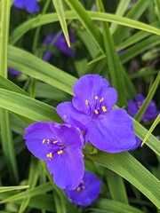 Virginia Spiderwort flowers (Tradescantia virginiana) blooms in garden, background. Tradescantia ohiensis known as blue jacket or Ohio spiderwort