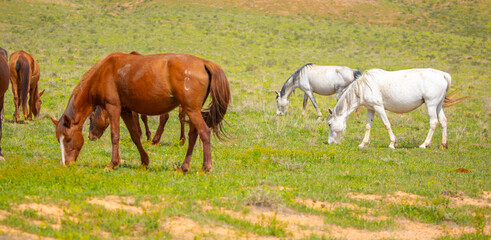 Obraz premium A herd of horses graze in the meadow in summer, eat grass, walk and frolic. Pregnant horses and foals, livestock breeding concept.