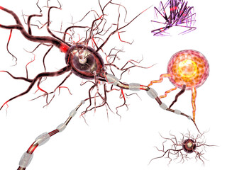 Supportive tissue of the nervous system. Neuron structure. Neuron, astrocyte (glial cell), oligodendrocytes, axon. Transparent background png 