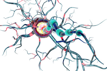 Supportive tissue of the nervous system. Neuron structure. Neuron, astrocyte (glial cell), oligodendrocytes, axon. Transparent background png 
