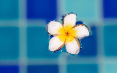A white flower floats on the surface of the water