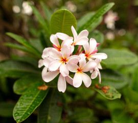 White flowers on a tree in a tropical park