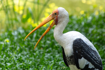 Portrait of a stork in the zoo