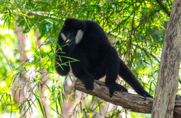 Monkey outdoors in a tropical park