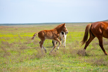 A newborn foal grazes in a meadow, eats grass, walks and frolics. Pregnant horses and foals,...