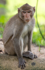 Monkey outdoors in a tropical park