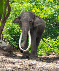 Portrait of an elephant with large tusks in a tropical park