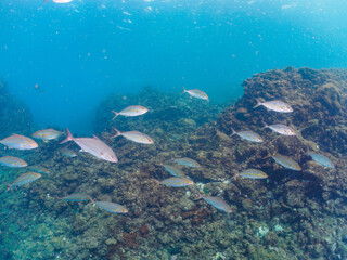 Obraz premium キビナゴの大群を襲う迫力あるカンパチとツムブリ（アジ科）の群れ。日本国静岡県伊豆半島賀茂郡南伊豆町中木から渡し船で渡るヒリゾ浜にて。 2022年夏水中撮影。Greater Amberjack (Seriola dumerili) and Rainbow Runner (Elagatis bipinnulata) (horse mackerel family) attacking a lar