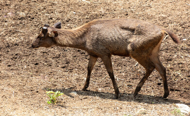 A young deer against the background of the ground